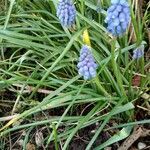 Muscari botryoides habit picture by Jean Christophe Leroux (cc-by-sa)