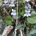 Viola hirta flower picture by Martin (cc-by-sa)