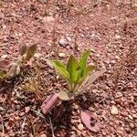 Hedypnois rhagadioloides habit picture by Tristan Jaton-Maria (cc-by-sa)