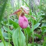 Cypripedium acaule flower picture by axel jones (cc-by-sa)