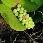 Coccoloba uvifera fruit picture by Younes Tarari (cc-by-sa)