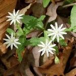 Stellaria pubera flower picture by Cindy (cc-by-sa)