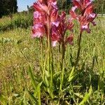 Anacamptis papilionacea habit picture by Boris Turk (cc-by-sa)