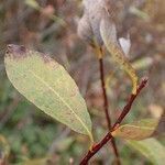 Salix bicolor leaf picture by Yoan MARTIN (cc-by-sa)