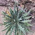 Matthiola sinuata leaf picture by Pierre Mambré (cc-by-sa)