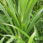 Pandanus amaryllifolius leaf picture by Jacob Nulik (cc-by-sa)