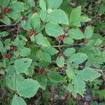 Lonicera xylosteum habit picture by Mark Lesser (cc-by-sa)