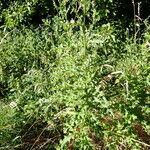 Cirsium arvense habit picture by Gaël Covain (cc-by-sa)