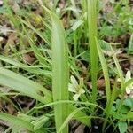 Gagea lutea leaf picture by valenich (cc-by-sa)