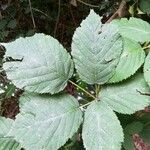 Rubus gratus leaf picture by Laura N (cc-by-sa)