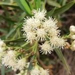 Baccharis salicina flower picture by Gabriel Gabriel (cc-by-sa)