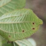 Clidemia sericea leaf picture by Nelson Zamora Villalobos (cc-by-nc)