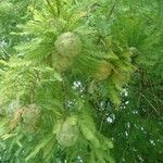 Taxodium distichum fruit picture by Paolo Onesti (cc-by-sa)