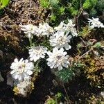 Iberis carnosa habit picture by Lejarazu Edorta (cc-by-sa)