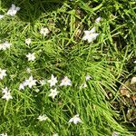 Ipheion uniflorum flower picture by Martin Bishop (cc-by-sa)