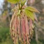 Acer negundo flower picture by Ralf Hildebrandt (cc-by-sa)