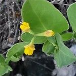 Coronilla scorpioides flower picture by Benito Soto Fernando (cc-by-sa)