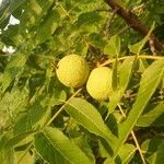 Juglans nigra fruit picture by Ram Chandra Ram Chandra Nepal (cc-by-sa)