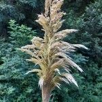 Cortaderia selloana fruit picture by G Bart (cc-by-sa)