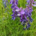 Vicia tenuifolia flower picture by Isabelle PARIS (cc-by-sa)