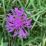 Centaurea nigra flower picture by David Hocken (cc-by-sa)