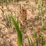 Sorghum bicolor flower picture by Philippe Thirion (cc-by-sa)