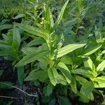 Camelina sativa habit picture by Kai Best (cc-by-sa)