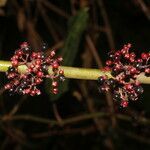 Clidemia discolor fruit picture by Nelson Zamora Villalobos (cc-by-nc)