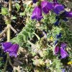 Echium arenarium flower picture by Michel SIGART (cc-by-sa)