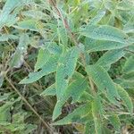 Vernonia noveboracensis leaf picture by Matthias Foellmer (cc-by-sa)