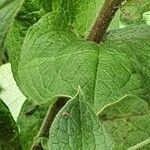 Cynoglossum amplifolium leaf picture by susan brown (cc-by-sa)