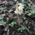 Monotropa hypopitys habit picture by beurny (cc-by-sa)