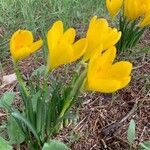 Sternbergia lutea habit picture by Anthony Raoux (cc-by-sa)