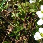 Saxifraga androsacea habit picture by huy HO (cc-by-sa)