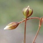 Linum catharticum fruit picture by Yoan MARTIN (cc-by-sa)