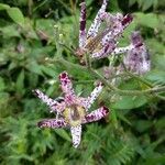 Tricyrtis hirta flower picture by Gitano Takeshi (cc-by-sa)