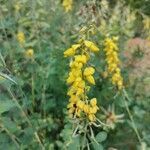 Cytisus nigricans flower picture by Andrej Devera (cc-by-sa)