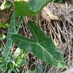 Alocasia longiloba leaf picture by Budi kembaren (cc-by-sa)