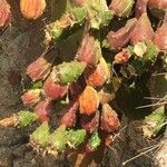 Opuntia monacantha fruit picture by Bekhta Bacha (cc-by-sa)