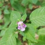 Galeopsis bifida flower picture by Elisa Palermo (cc-by-sa)