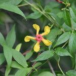 Mandevilla subsagittata flower picture by Nelson Zamora Villalobos (cc-by-nc)