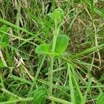 Barleria robertsoniae leaf picture by susan brown (cc-by-sa)