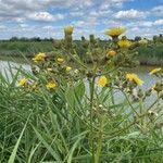 Sonchus palustris flower picture by Toby Austin (cc-by-sa)