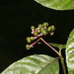 Palicourea acuminata flower picture by Nelson Zamora Villalobos (cc-by-nc)