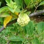 Annona squamosa fruit picture by Nicolas Gomez (cc-by-sa)