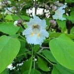 Catalpa speciosa flower picture by Olivia Adamczyk (cc-by-sa)