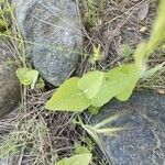 Aristolochia californica leaf picture by Adam King (cc-by-sa)