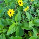 Helianthus debilis flower picture by Sgrges Grges (cc-by-sa)