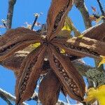 Brachychiton discolor fruit picture by Danielle Stig (cc-by-sa)