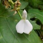 Canavalia gladiata flower picture by rakshith pawar (cc-by-sa)